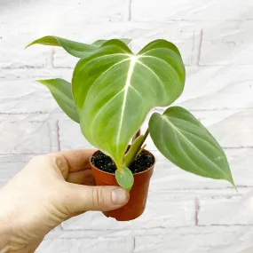 10cm Philodendron Gloriosum House Plant 7cm Pot