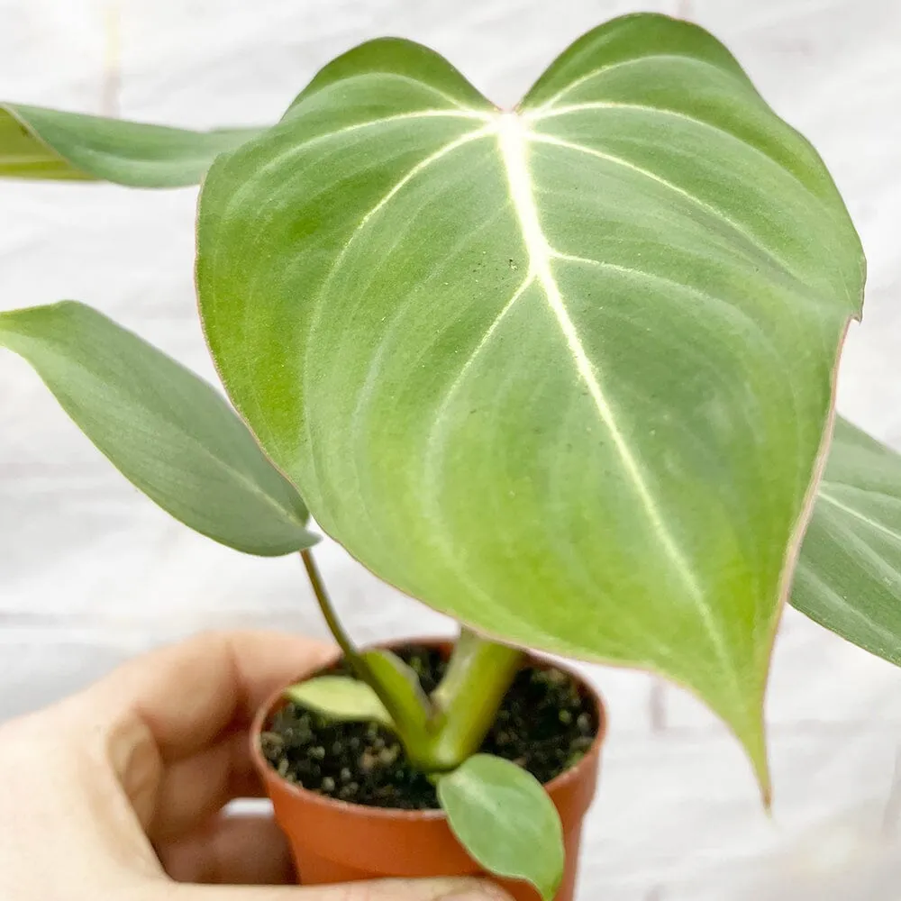 10cm Philodendron Gloriosum House Plant 7cm Pot