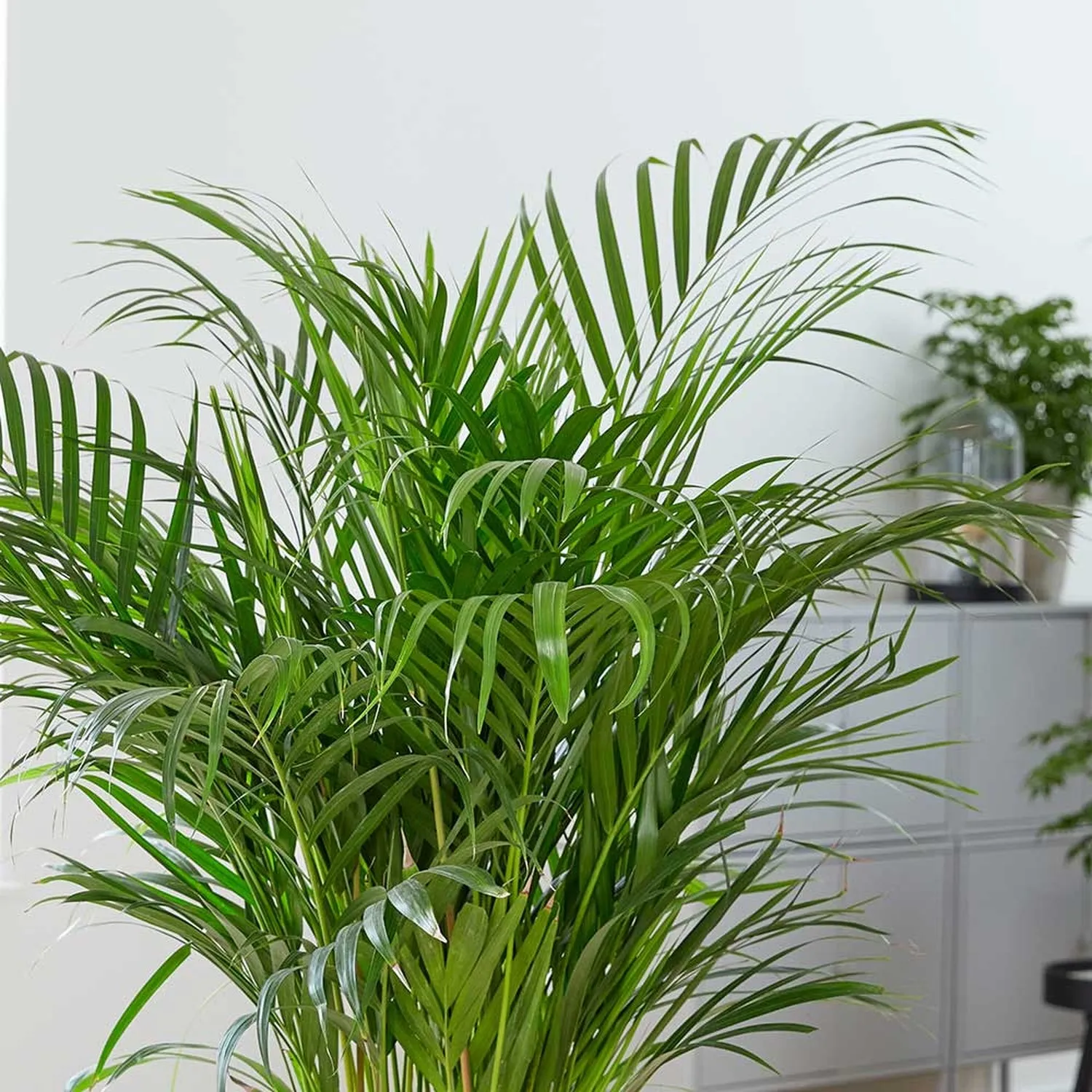 140 - 180cm Areca Palm Dypsis Lutescens 24cm Pot House Plant