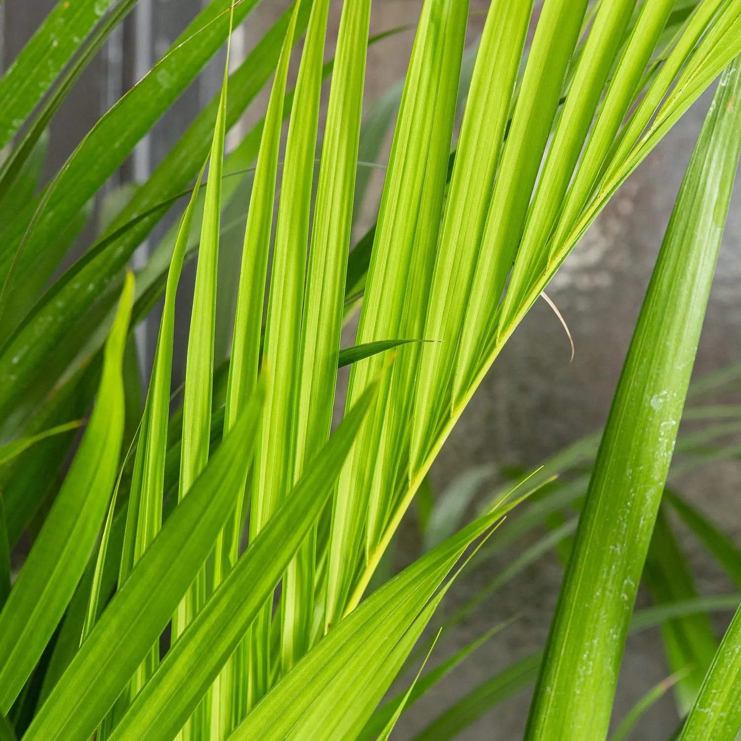 140 - 180cm Areca Palm Dypsis Lutescens 24cm Pot House Plant