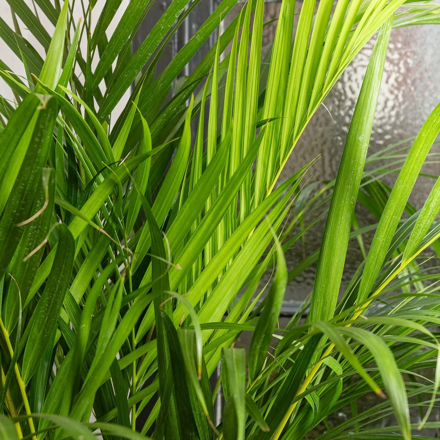 140 - 180cm Areca Palm Dypsis Lutescens 24cm Pot House Plant