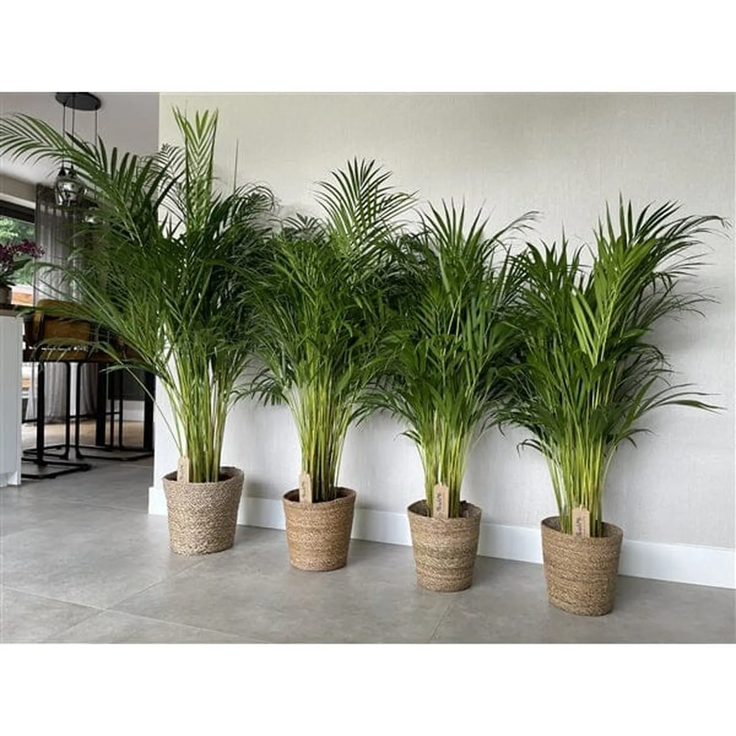 140 - 180cm Areca Palm Dypsis Lutescens 24cm Pot House Plant