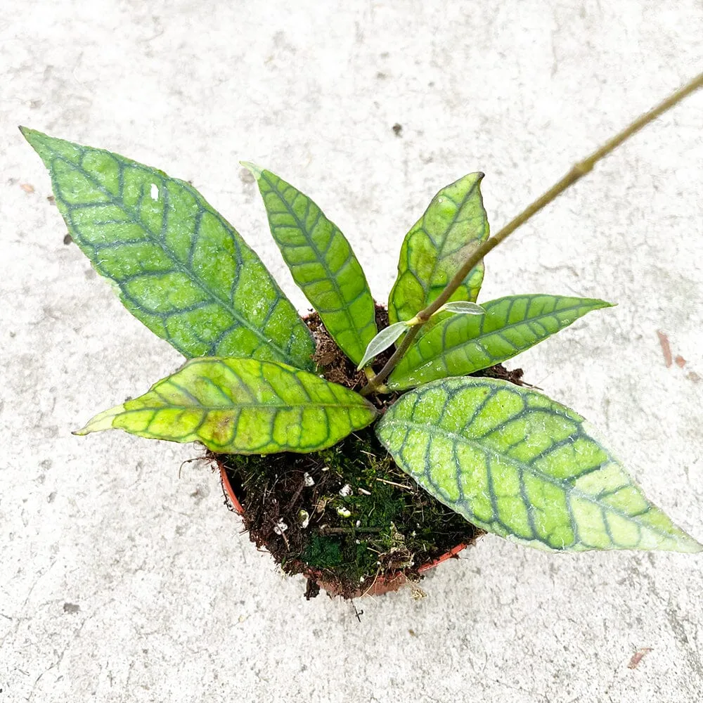 15 - 25cm Hoya Callistophylla Wax House Plant in 10cm Pot