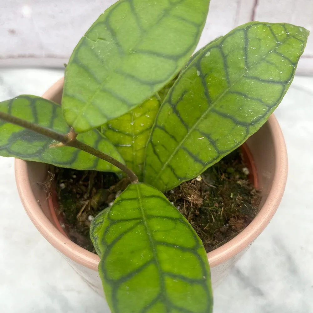 15 - 25cm Hoya Callistophylla Wax House Plant in 10cm Pot