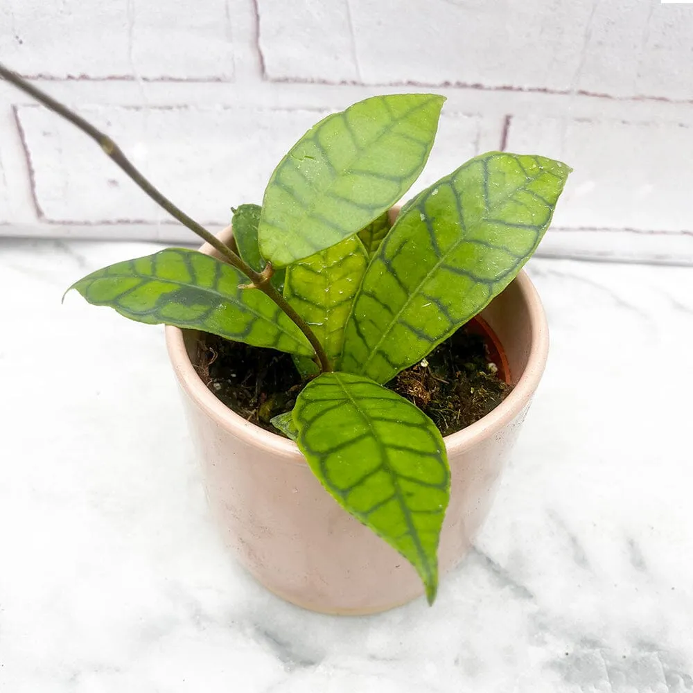 15 - 25cm Hoya Callistophylla Wax House Plant in 10cm Pot