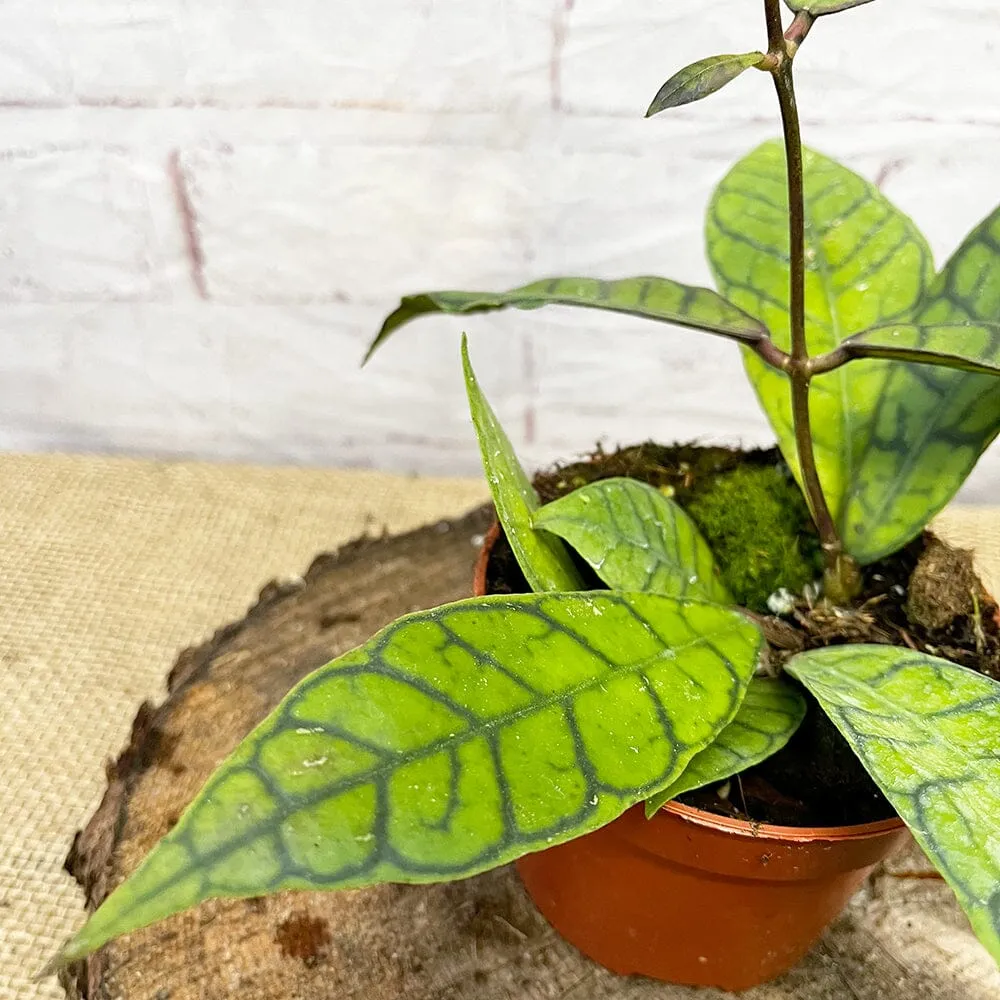 15 - 25cm Hoya Callistophylla Wax House Plant in 10cm Pot