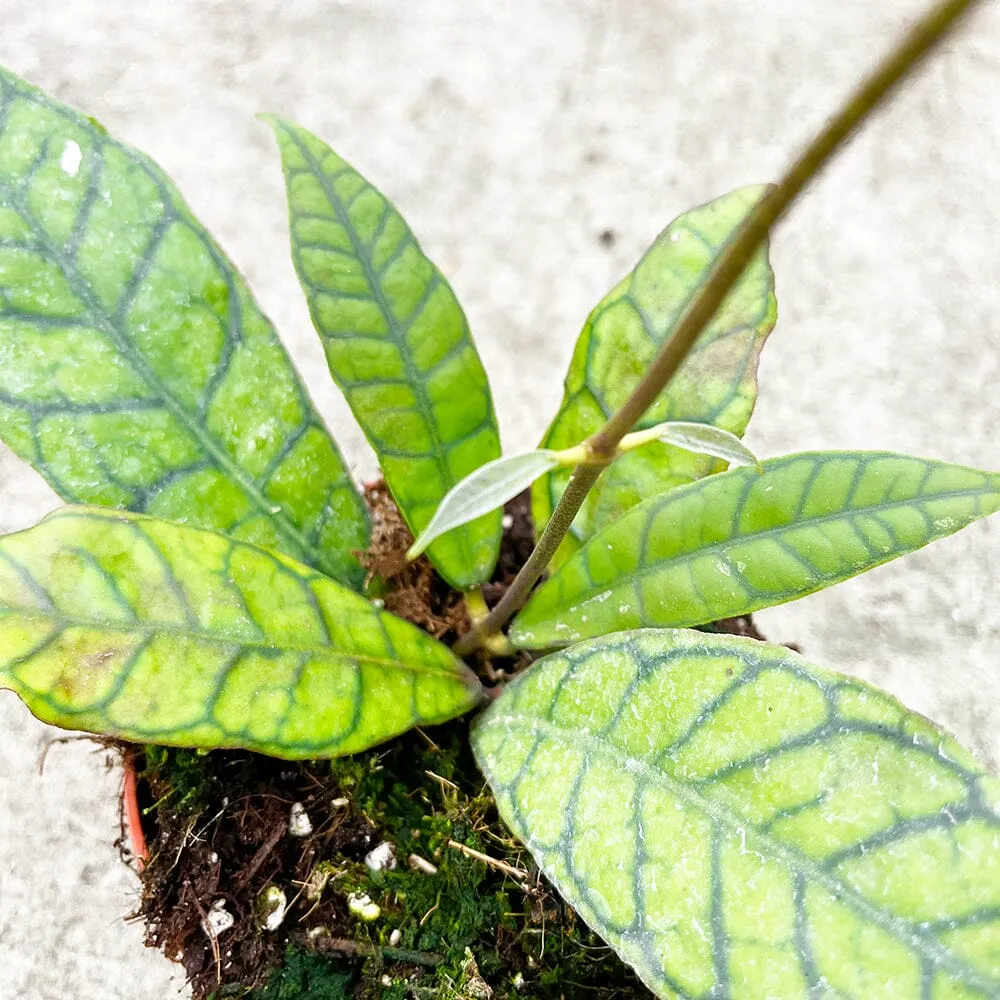 15 - 25cm Hoya Callistophylla Wax House Plant in 10cm Pot