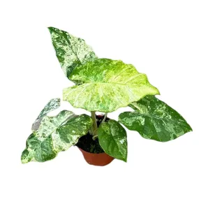 15 cm  Alocasia Odora Variegata Batik House Plant 10,5 cm Pot