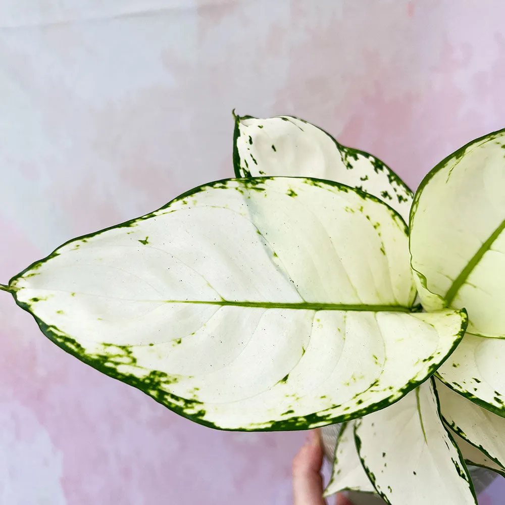 20 -  30cm Aglaonema White Joy Chinese Evergreen 12cm Pot House Plant