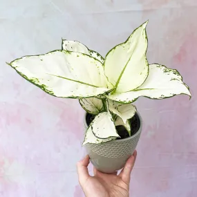 20 -  30cm Aglaonema White Joy Chinese Evergreen 12cm Pot House Plant