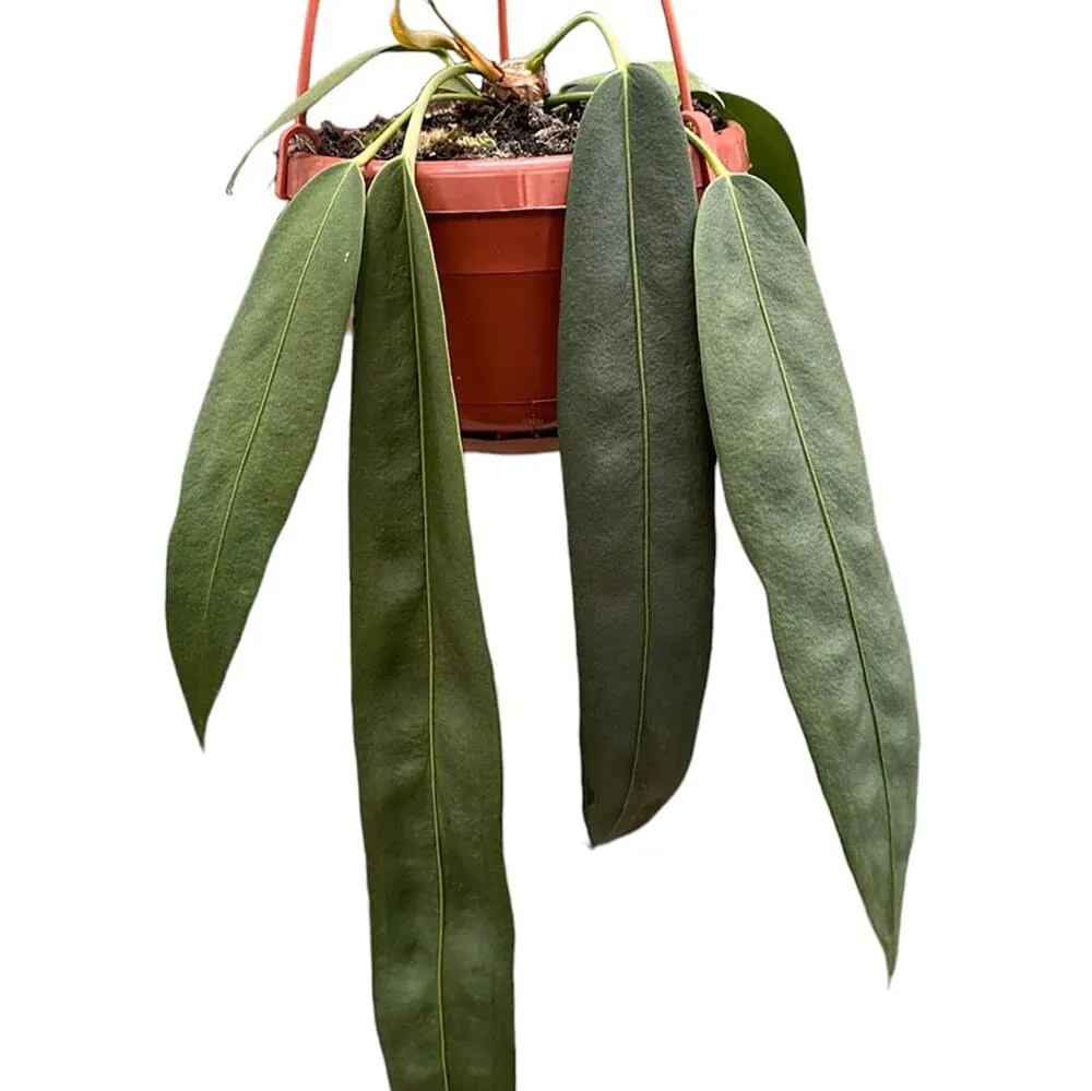 30 - 40cm Anthurium Wendlingeri Hanging Pot House Plant 14cm Pot