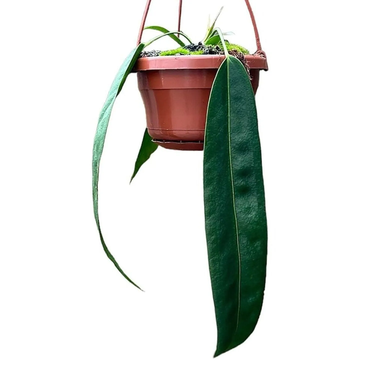 30 - 40cm Anthurium Wendlingeri Hanging Pot House Plant 14cm Pot