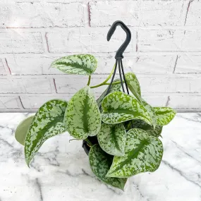 30 - 50cm Exotica Pothos Silvery Ann Epipremnum in Hanging 17cm Pot