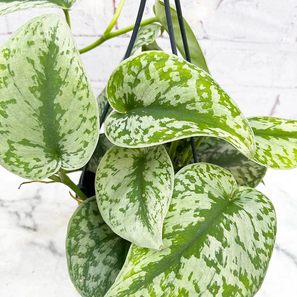 30 - 50cm Exotica Pothos Silvery Ann Epipremnum in Hanging 17cm Pot