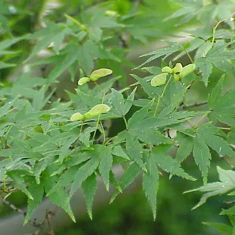 Acer palmatum - Japanese Maple