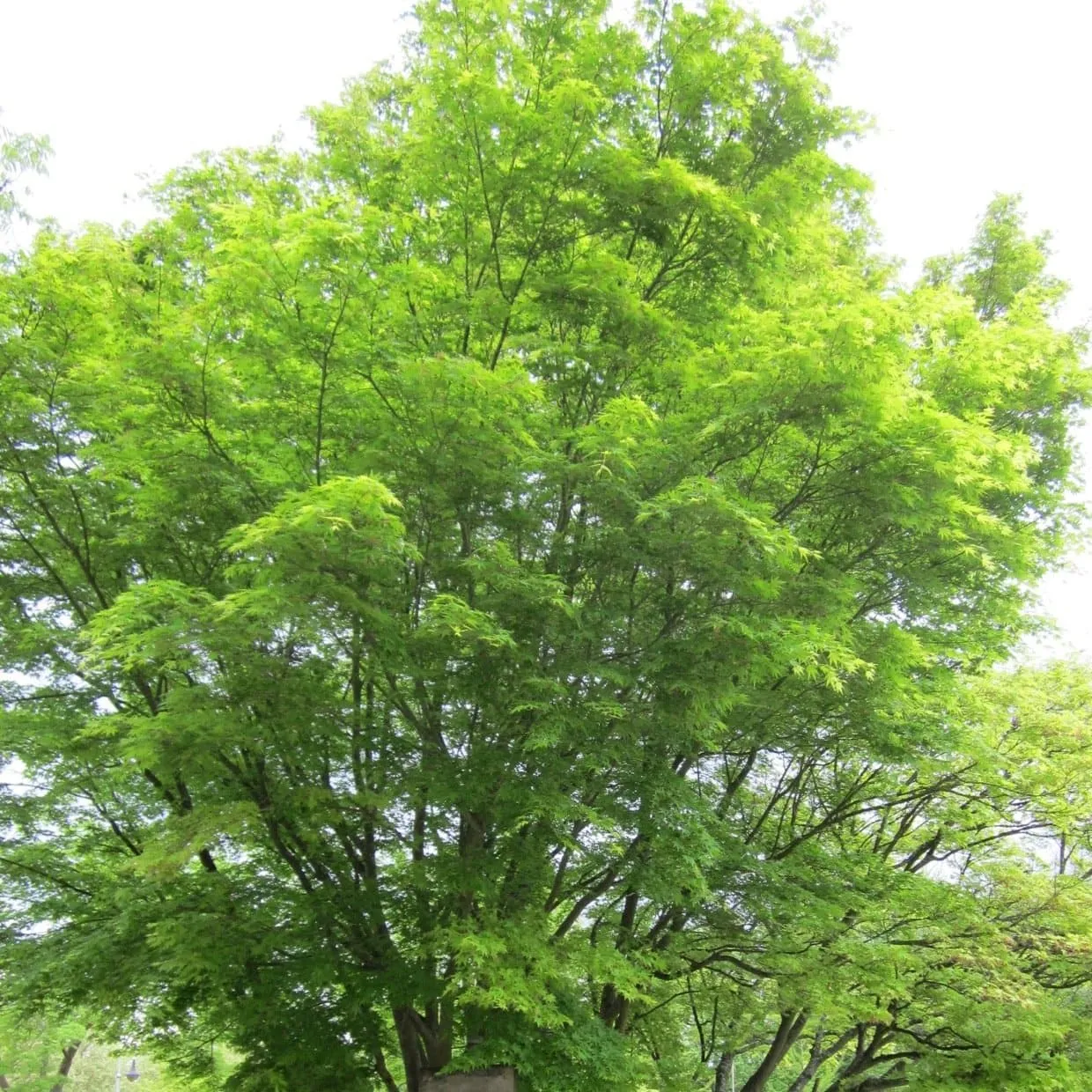 Acer palmatum - Japanese Maple