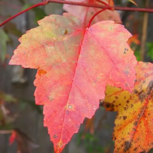 Acer rubrum Fairview Flame