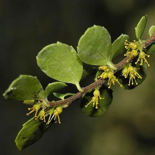 Azara microphylla