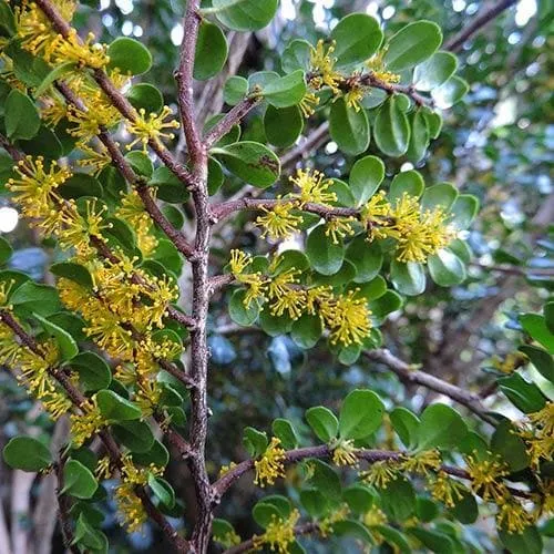 Azara microphylla