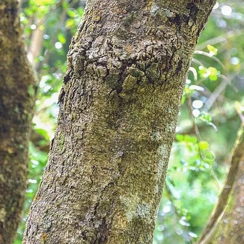 Azara microphylla