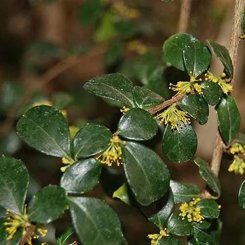 Azara microphylla