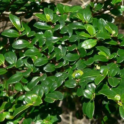 Azara microphylla