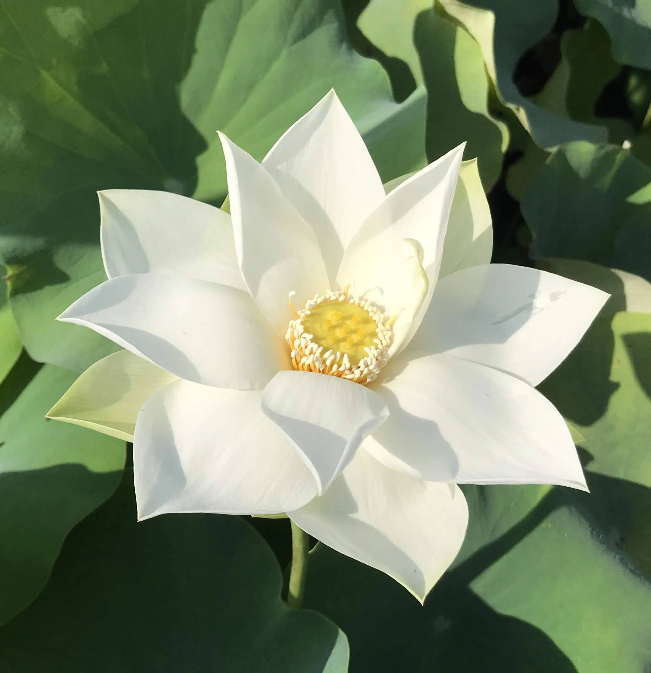 Baby Doll Lotus <br> Medium  Delightful, white blooms!