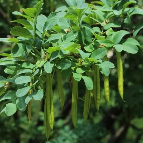 Caragana arborescens