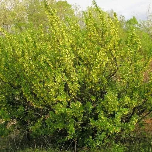 Caragana arborescens