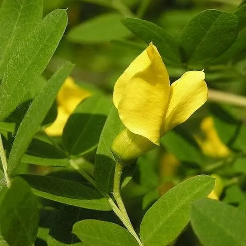 Caragana arborescens