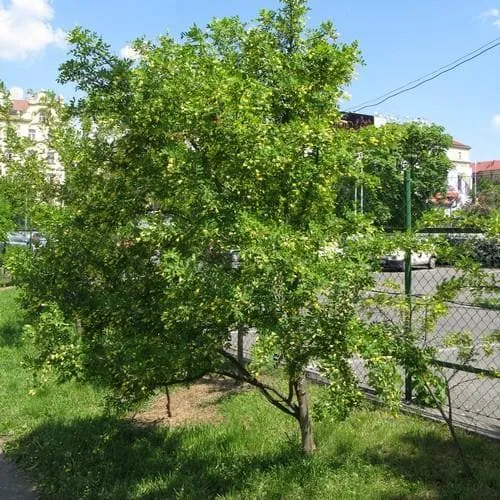 Caragana arborescens