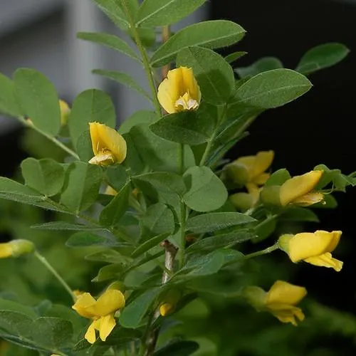 Caragana arborescens