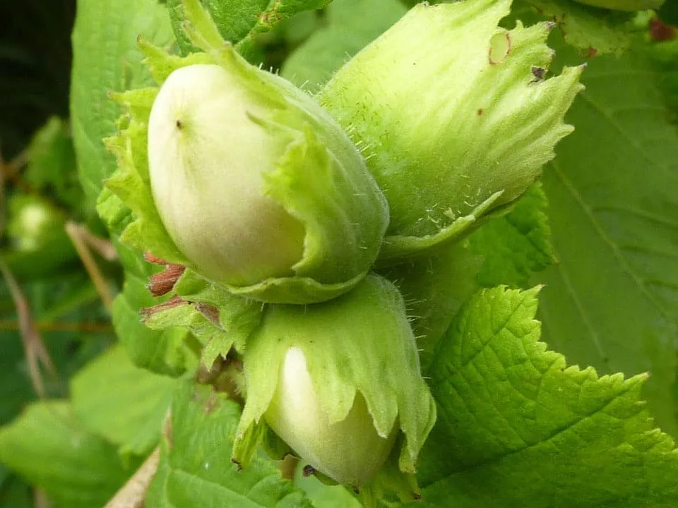 Cobnut - Corylus avellana Tonda di Giffoni