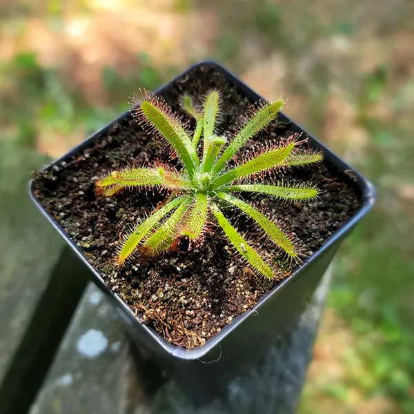 Drosera latifolia