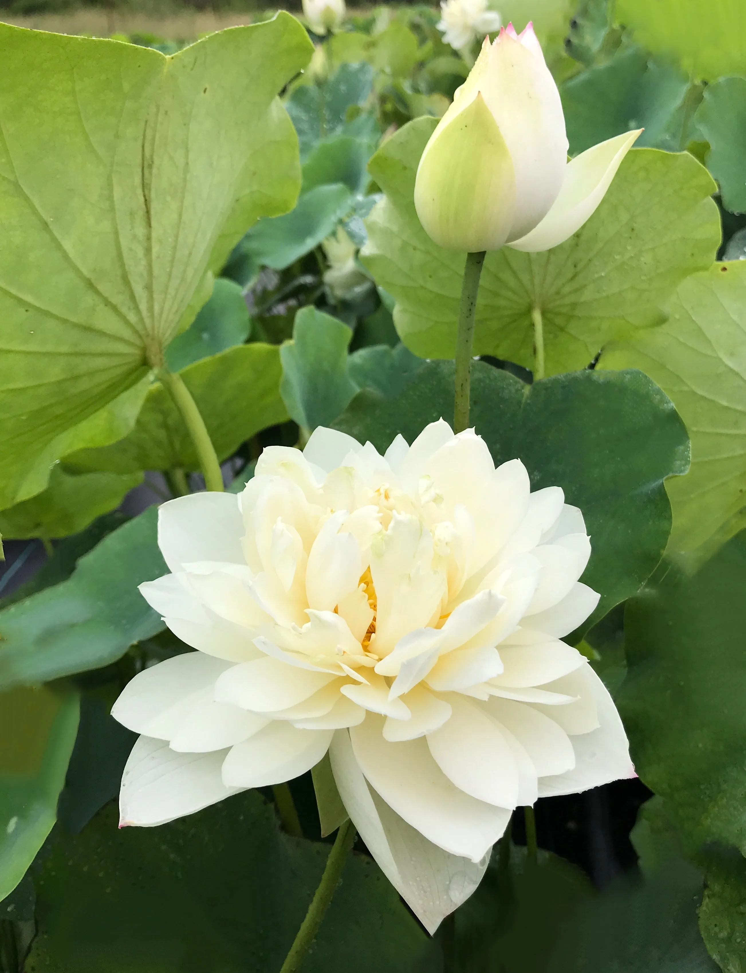 Little Green House Lotus (Xiao Bitai)  <br>  Simply divine!