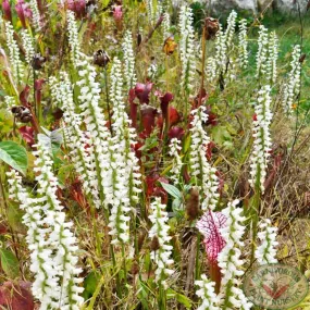 Nodding Lady Tresses