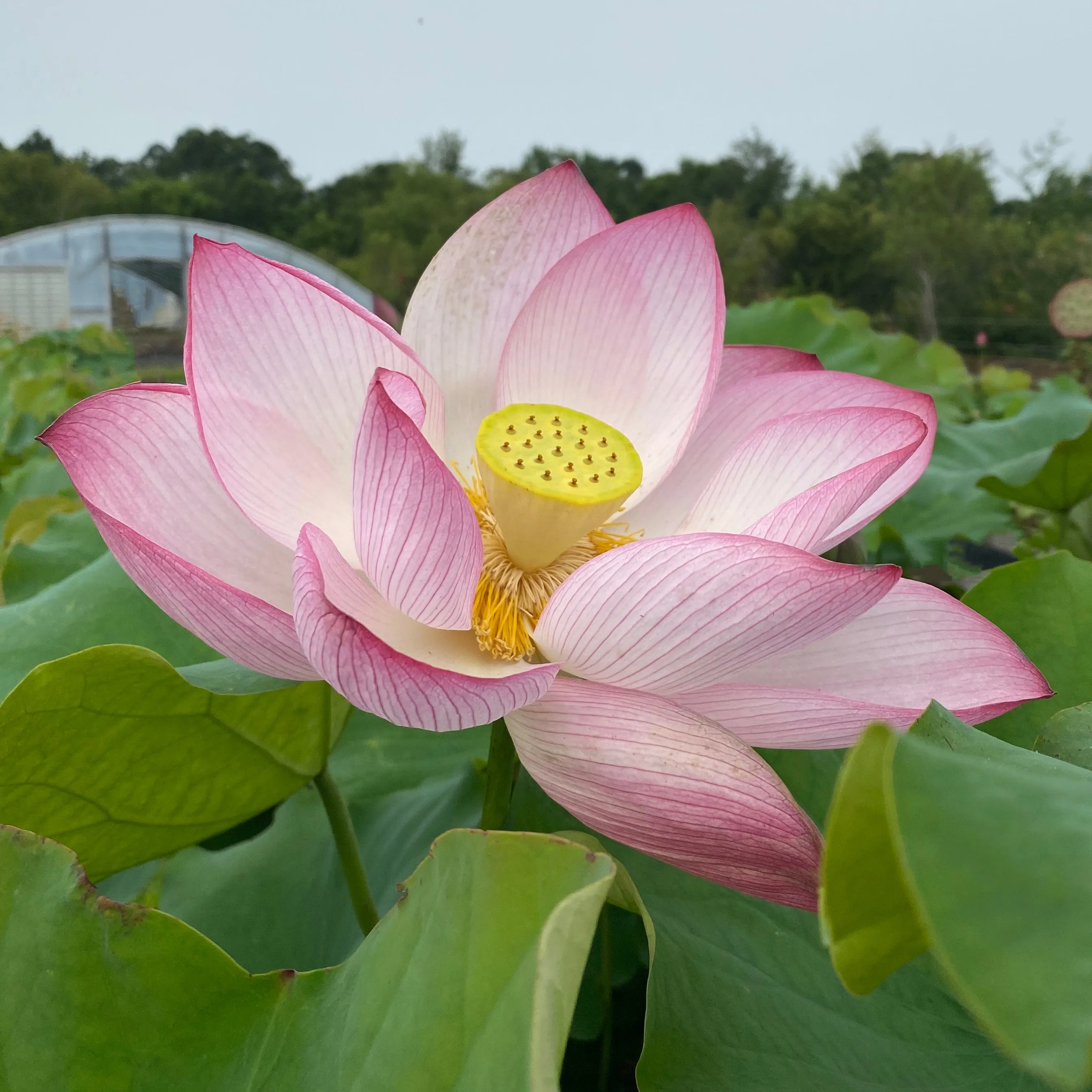 Pink Sacred Lotus <br>  Important for growing at Temples & other places of high importance.