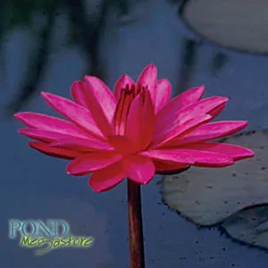 Red Flare Waterlily SALE <br> Medium, Night Bloomer