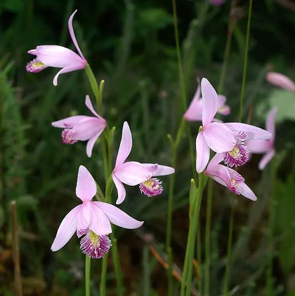 Rose Pogonia Orchid Seeds