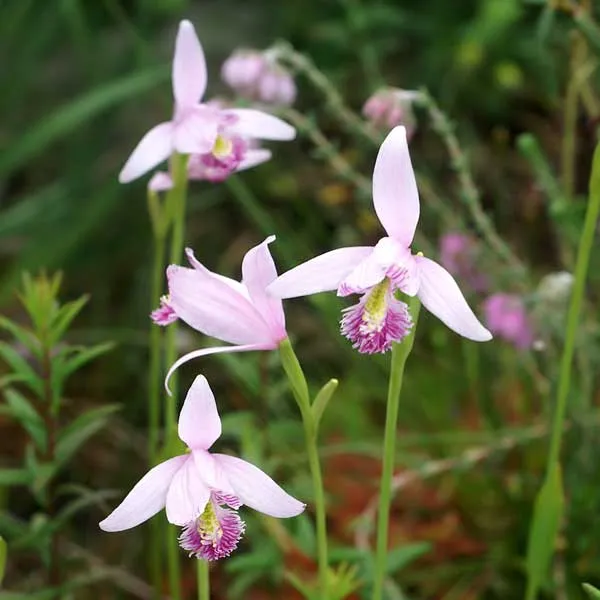 Rose Pogonia Orchid Seeds