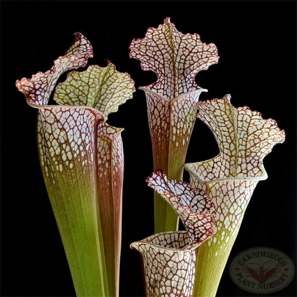 Sarracenia leucophylla - Titan