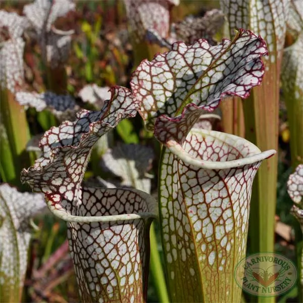 Sarracenia leucophylla - Titan