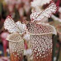 Sarracenia leucophylla - Titan