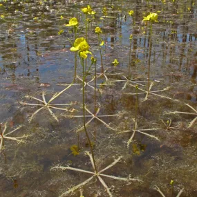 Utricularia inflata